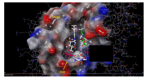 Drug candidate 화합물인 CRB-2131가 Nox2 active site에 docking하는 것임.