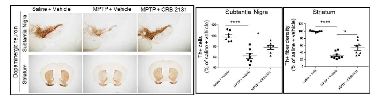 MPTP model에서 CRB-2131에 의한 dopaminergic neuron사멸 억제 효과