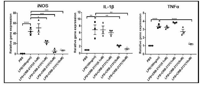 CRB-2131에 의한 염증성 사이토카인의 발현 억제