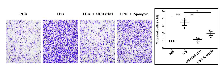 CRB-2131에 의한 microglial cells인 BV-2 cell의 이동 억제