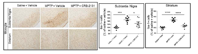 MPTP model에서 CRB-2131에 의한 microglial cells의 이동 억제