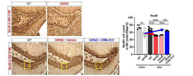 5XFAD mice에서 CRB-2131에 의한 mature neuron 증가