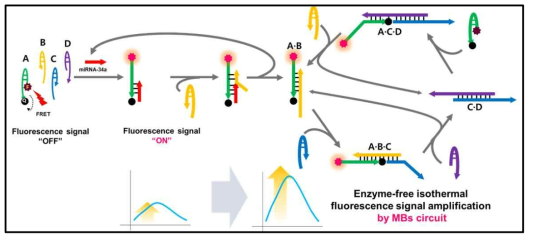 HER2 과발현 관련 mRNA 검출용 프로브의 구조 및 이론