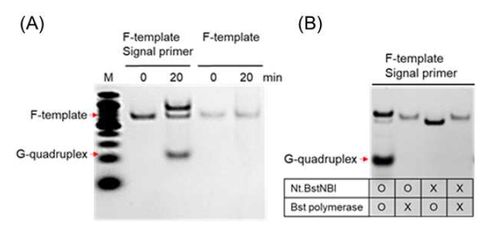(A)signal primer 유무 및 (B)효소조건에 따른 G-quadruplex 시퀀스 생성 확인