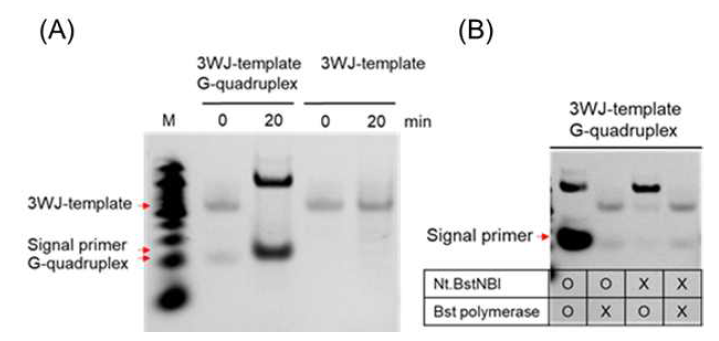 (A)G-quadruplex 유무 및 (B)효소조건에 따른 signal primer 시퀀스 생성 확인