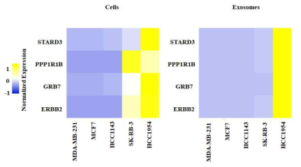 qRT-PCR를 통한 HER2 과발현 관련 세포주와 엑소좀의 mRNA의 발현량 비교