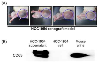 (A)HCC1954 유방암 세포주 이식한 xenograft 마우스 모델 및 (B)CD63 검출 결과