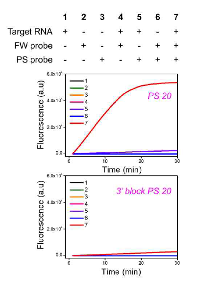 PS probe 말단 변형을 통한 ligation-free 유전자 증폭 반응 비교