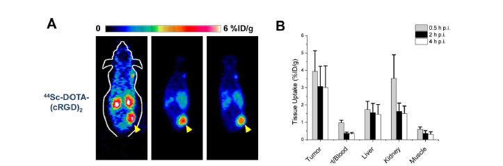 In vivo imaging studies with 44Sc-DOTA-(cRGD)2 in mice bearing U87MG xenografts. (A) PET scans at 0.5, 2, and 4 h p.i. of 44Sc-DOTA-(cRGD)2 (B) Tracer uptake (%ID/g) in U87MG tumors