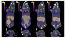 μPET/CT images of [68Ga]NOTA-AMBA a 1 h p.i. and [55Co]NOTA-AMBA b 1 h, c 4 h and d 24 h p.i. uptake in PC-3 xenograft mice