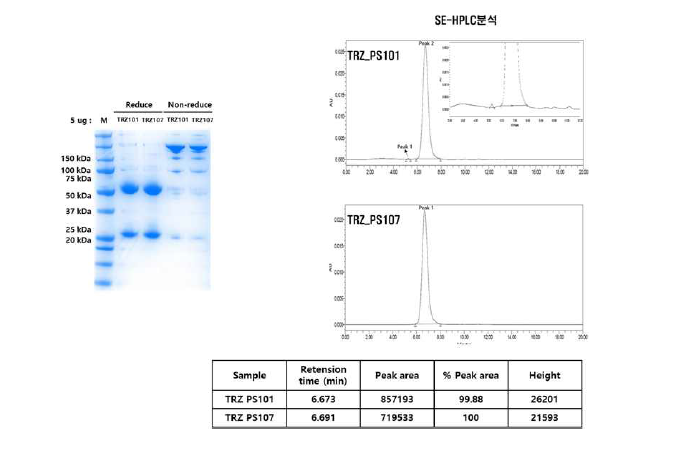 Trastuzumab Fc 변이체 2종의 2차 정제결과