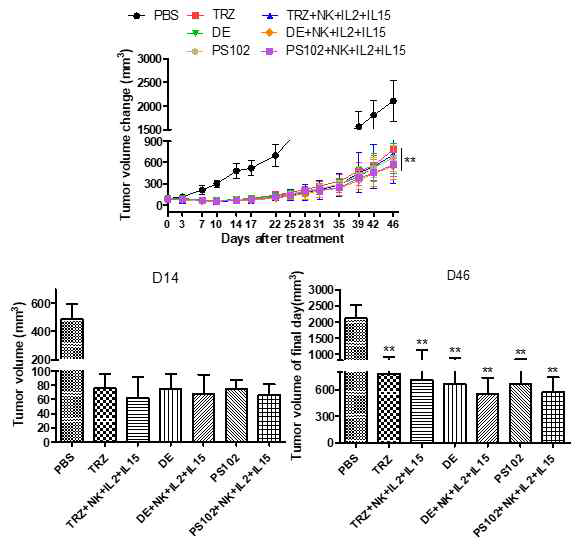 TRZ, PS102 단 독 및 ADCC에 의한 종양 크기 변화