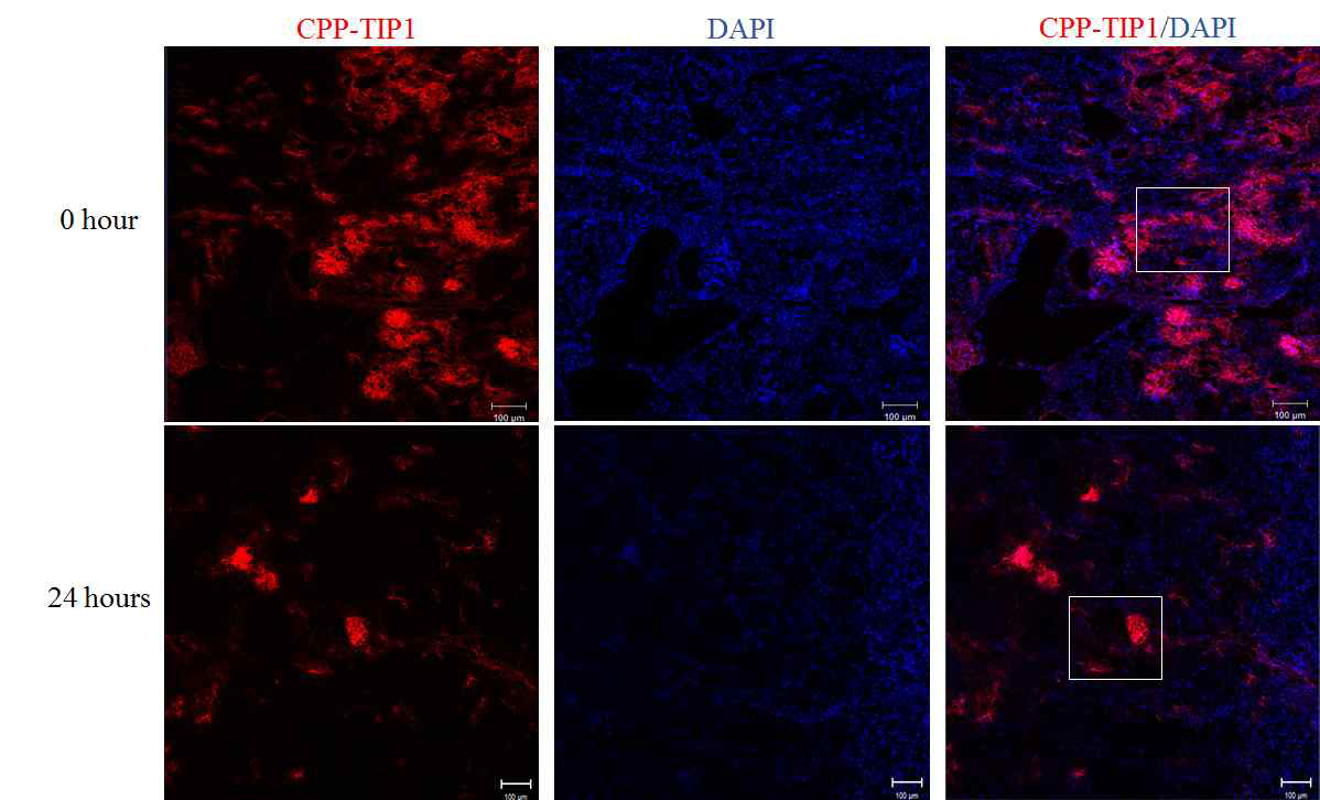 Cold ischemia 모델에서 CPP-TIP1 포함하여 관류 후 신적출 0시간과 24시간 이후 CPP-TIP1의 신장내 분포