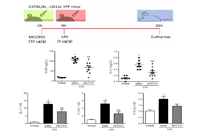 LPS 유발 급성신손상 신장에서 MCC950 효능 확인을 위한 동물 연구 방법과 결과