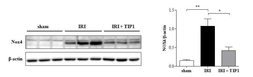 NOX4 expression