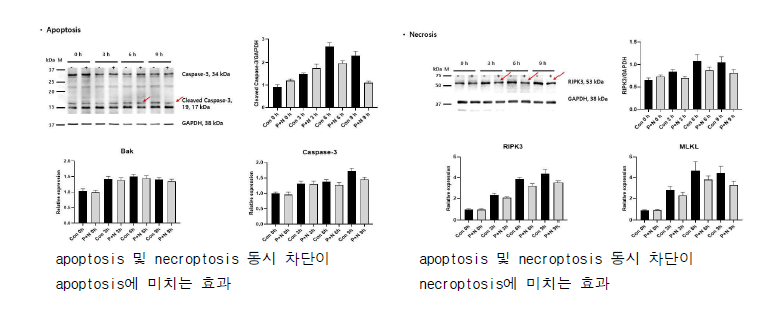 apoptosis 및 necroptosis 동시 차단이 apoptosis 및 necroptosis 각각에 미치는 효과