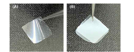 PLLA 필름(A)과 PLLA 나노섬유가 부착된 필름(B)