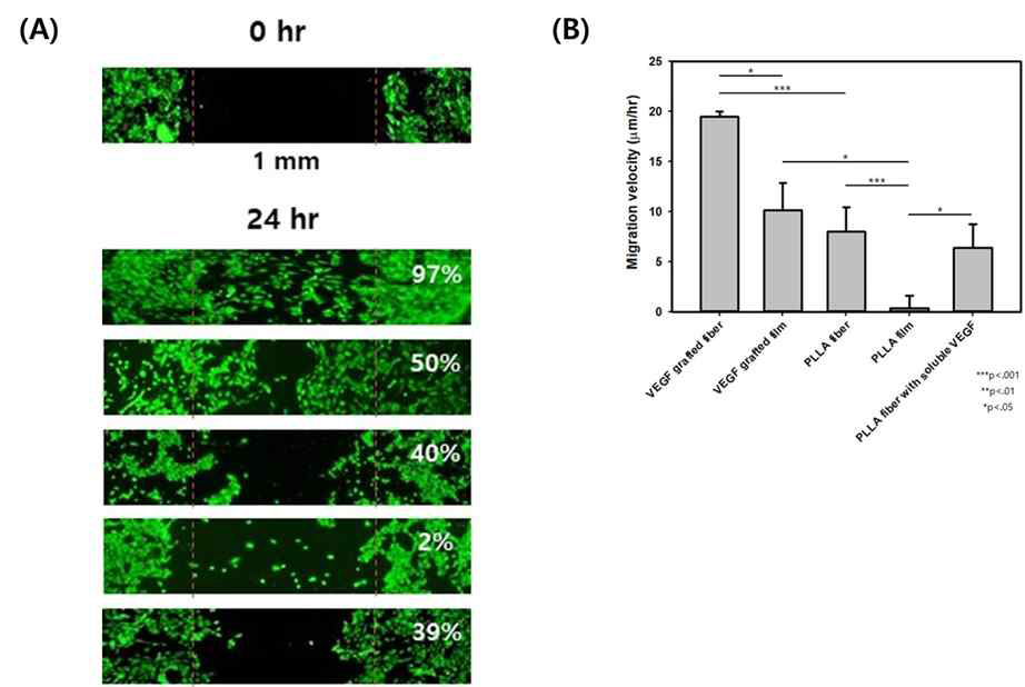 (A) Migration test 사진, (B) 세포 이주 속도 분석