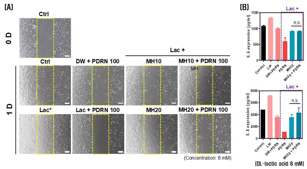 PDRN에 의한 (A) wound healing 및 (B) 항염증효과