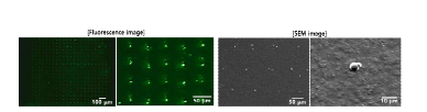 PLLA 코팅된 silicon wafer 기판위 FITC-dextran 모델약물 패터닝 결과