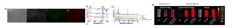 표면처리된 융합지지체의 표면 분석 (A) SEM(EDS), (B) ATR-FTIR, (C) XRD 및 (D) 형광 사진