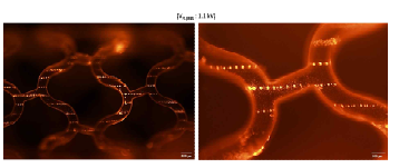 Ring-electrode nozzle assembly 시 스템을 이용한 융해성 고분자 융합지지체 위 PEG-DA 잉크 용액 discrete 코팅 결과