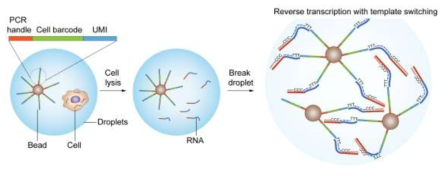 최근 개발된 단일세포 수준 전사체 분석 기술의 모식도 - 마이크로비드와 단일 세포를 독립된 공간에 위치시킨 뒤 세포에서 방출된 전사체를 포획