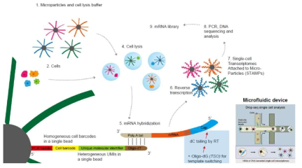 단일 세포 전사체 포획 및 분석 기술 모식도 - 마이크로비드와 단일 세포를 독립된 공간에 위치시킨 뒤 세포에서 방출한 전사체를 포획