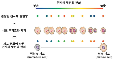 단일세포 전사체 분석을 통한 세포주기별 전사체 발현양 비교 모식도 – 단일세포수준 전사체 분석을 진행할 경우 세포분화에 따른 전사체 발현양 변화 분석 가능