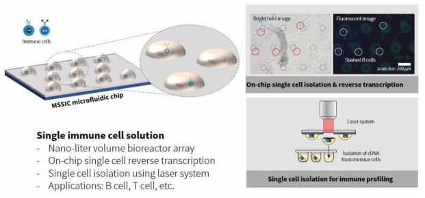 단일 면역 세포 분석 기술의 개념도와 분리 전 세포의 이미지