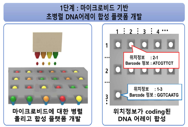 1세부 1단계 연구개발 개요 - 마이크로비드 기반 초병렬 DNA 어레이 합성 기술 개발