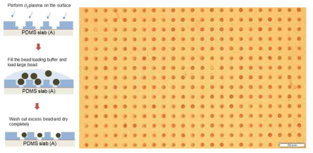 PDMS 합성기판 로딩 방법 및 현미경 이미지