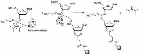 activator(tetrazole)에 의한 base coupling 반응