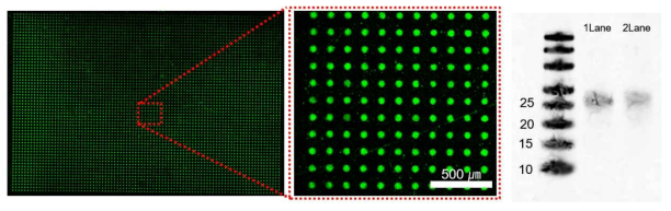 초병렬 DNA 합성기를 이용해 제작한 DNA 마이크로 어레이 칩에 상보적인 Cy3 형광 프로브를 부착하여 혼성화한 결과 -PMT 스캐너 이미지(좌), PAGE 결과-1Lane: Column 25bp, 2Lane: Column 25bp (우)