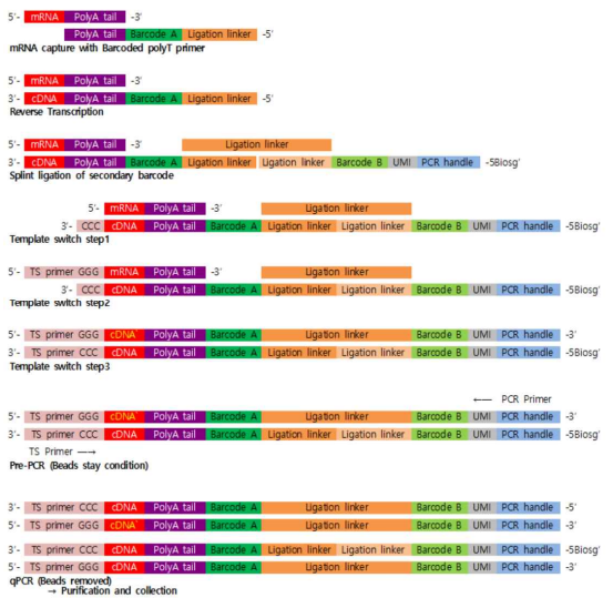 mRNA 위치정보 ligation 과정 모식도