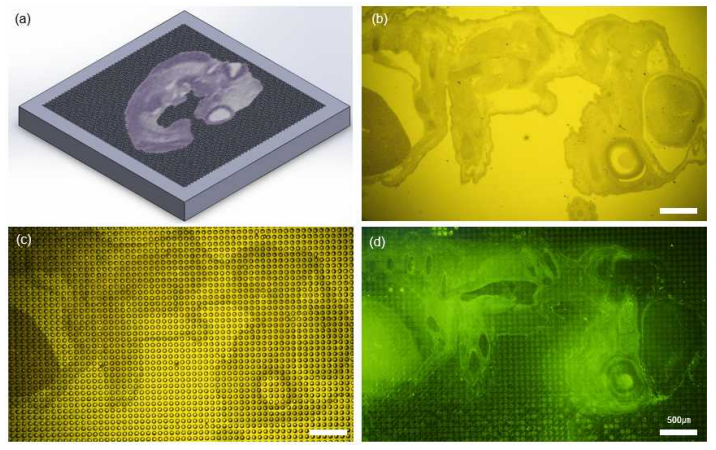 Overlay of mouse embryo section on the oligoprobe charged microwell array chip