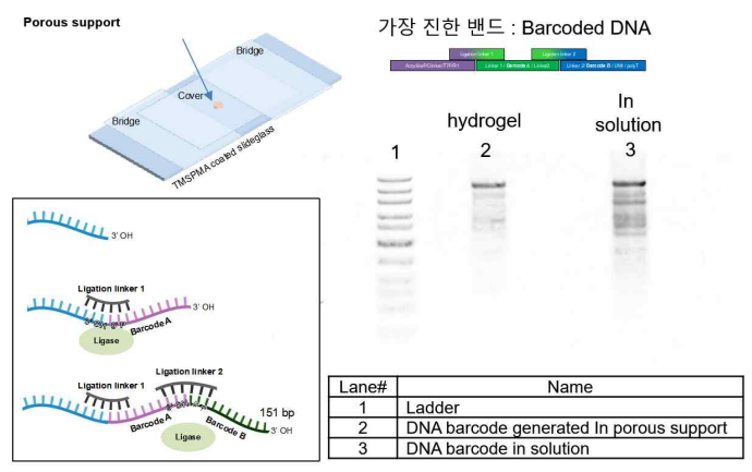 다공성 지지체 바코드 프로브 전달 효율 검증 실험구성