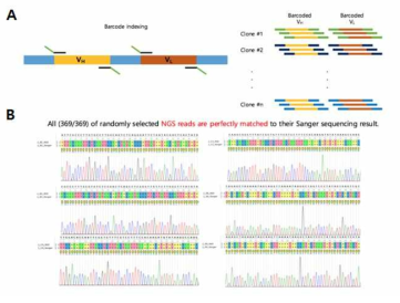 VH-VL linked scFv NGS 분석. (A) VH, VL barcoded PCR 모식와 NGS, (B) Sanger 염기서열 분석 비교를 통한 MSSIC의 염기서열 분석 정확도 확인 결과