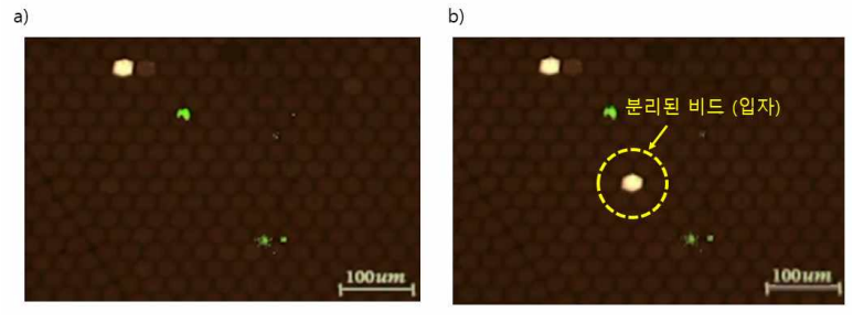 a) 레이저 조사 전, 마이크로 웰 어레이의 모든 웰에 비드가 들어가있는 모습. (좌 상단 레이저로 이미 분리된 웰 제외) b) 레이저를 조사한 후 원하는 비드만 선택적으로 분리된 모습. 분리는 10X 대물렌즈를 사용하였으며, 상기 이미지 확인은 4X 대물렌즈를 사용해서 진행하였음)