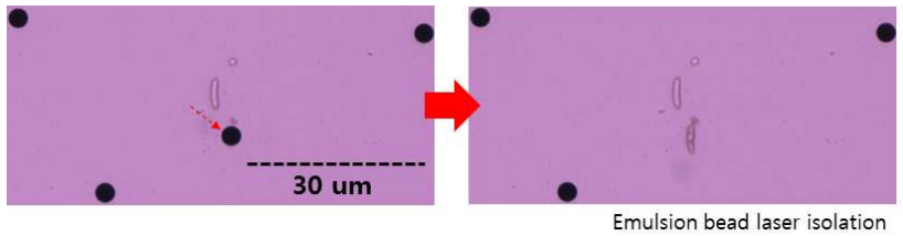 2차년도 목표인 ‘30um 이내로 떨어져 있는 비드를 독립적으로 분리할 수 있는지’를 확인한 실험 결과. 왼쪽 사진의 빨간색 화살표가 가리킨 비드가 오른쪽 사진에서 사라짐을 확인할 수 있음