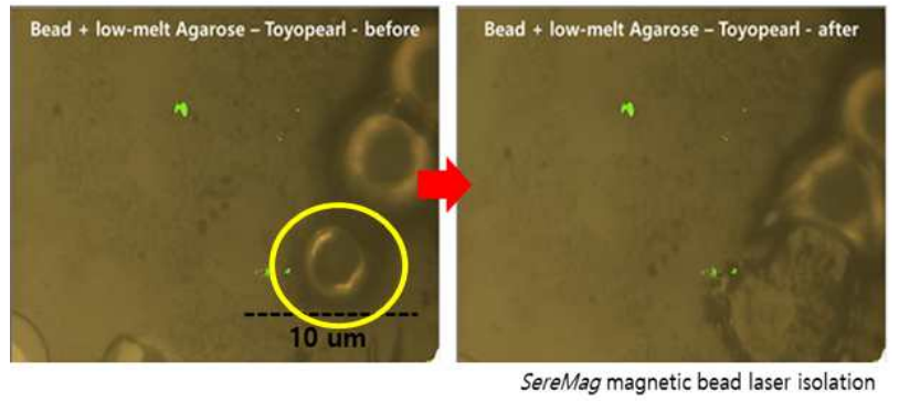 3차년도 목표인 ‘10um 이내로 떨어져 있는 비드를 독립적으로 분리할 수 있는지’를 확인한 실험 결과. 왼쪽 사진의 노란색 원 안의 비드가 오른쪽 사진에서 사라짐을 확인할 수 있음