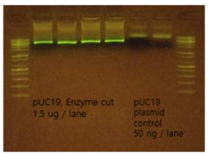 pUC19 벡터를 EcoRI과 BamHI 2개의 제한효소로 절단한 결과물