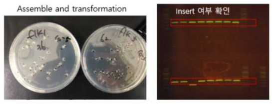 Gibson assembly 후의 CFU 확인 결과(왼쪽)와 insert 포함 여부 확인 결과(오른쪽)