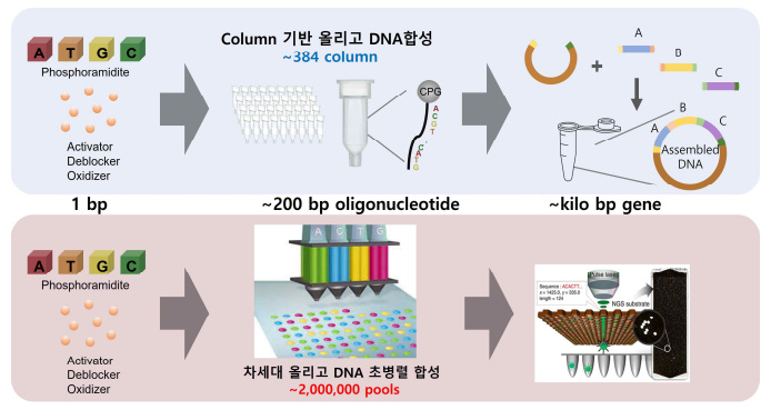 기존 DNA 유전체 합성 과정(위)과 차세대 병렬 DNA 합성 과정(아래)