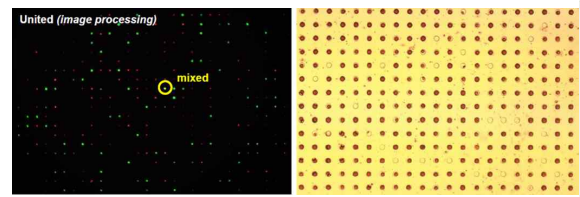 본 연구 그룹의 실리콘 기판을 이용한 HEK(붉은색) 세포 및 3T3(녹색) 세포의 분리 결과(좌) 및 마이크로비드 분리 결과(우) (unpublished)