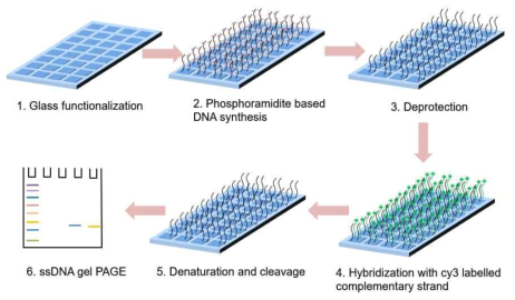 표면에 합성된 DNA 평가 방법 workflow