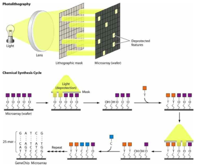 Affymetrix 사의 GeneChip 합성 개요도