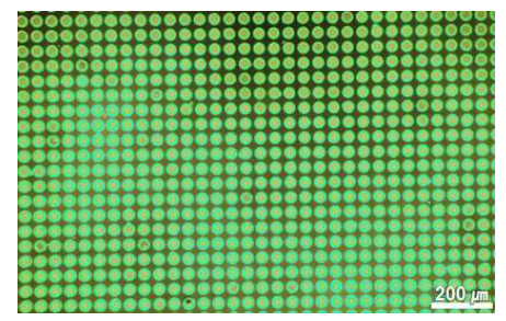 형광 물질을 첨가한 Hydrogel을 각 well에 충전한 형광 이미지