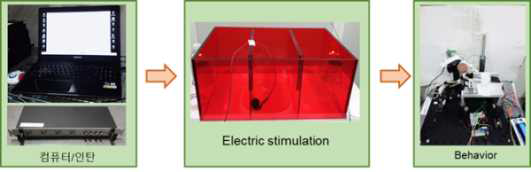 전기 자극에 따른 인지기능 검사의 개요도
