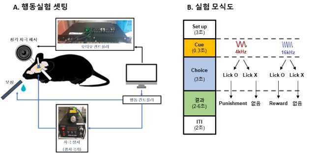 인지기능 및 학습능력 검사 행동 실험.